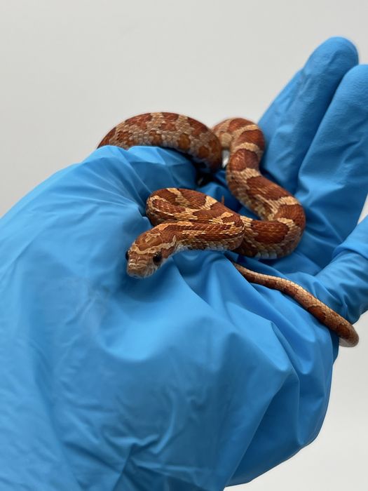 Wąż zbożowy węże zbożowe samica samiec transport