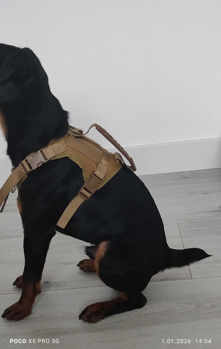 Szelki regulowany taktyczny pasek dla psów do wychodzenia khaki