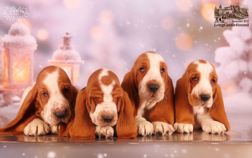Бассет Хаунд Щенки. Более 30 лет жизни с этой замечательной породой.