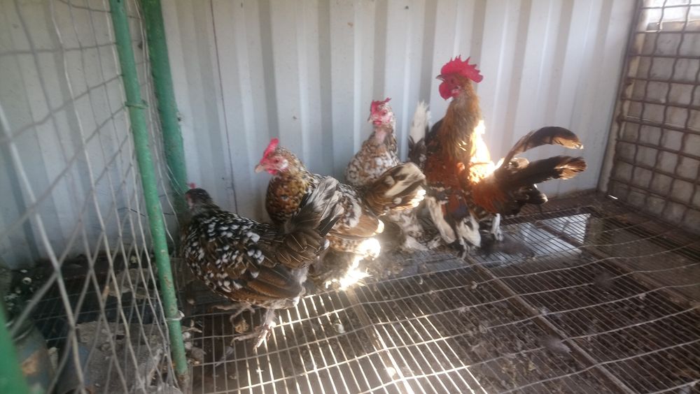 Кури карликові..