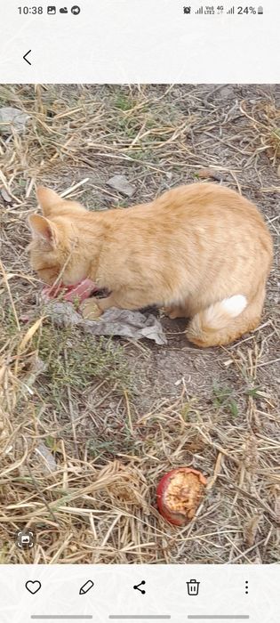 Отдам котят в хорошие руки очень игровые и ласковые