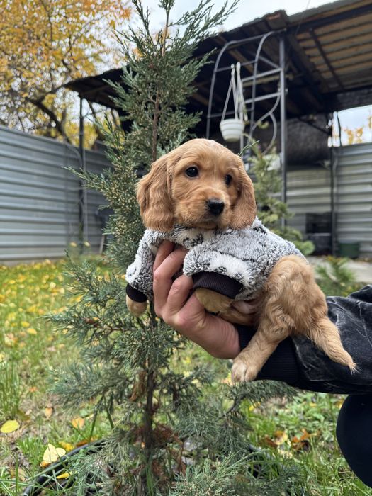 Маленькі руденькі дітки з паспортом