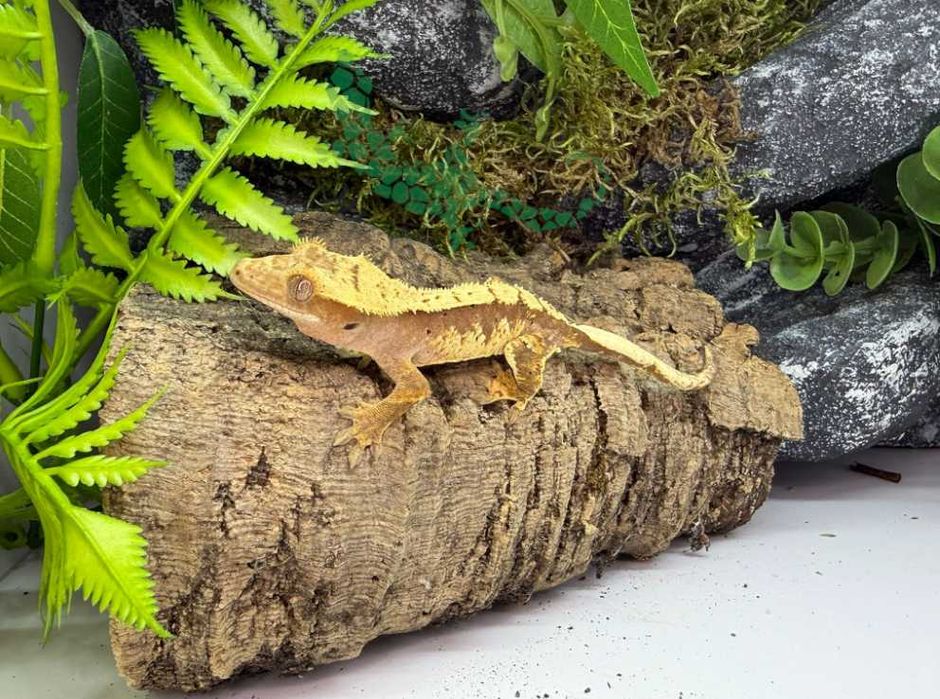 Gekon orzęsiony Gekony orzęsione Ostróda