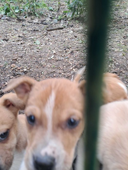 Caezinhos para adoção