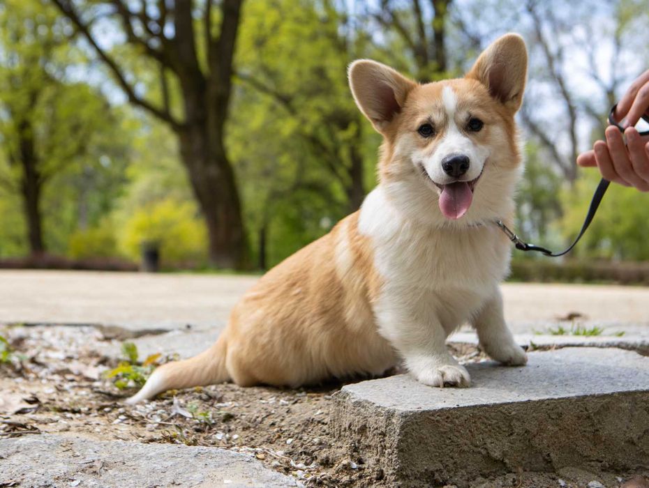 Welsh Corgi Pembroke ZKwP FCI rodzice przebadani