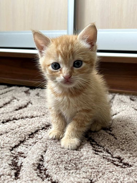 Кошеня  рижиньке