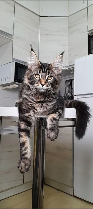 Элитная кошечка мейн-кун — гармония характера, красоты и уюта