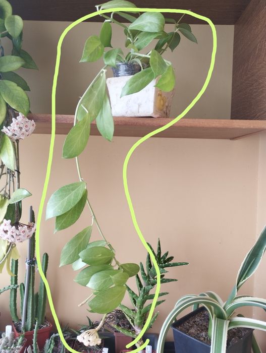 Продам сукулент Hoya obscura