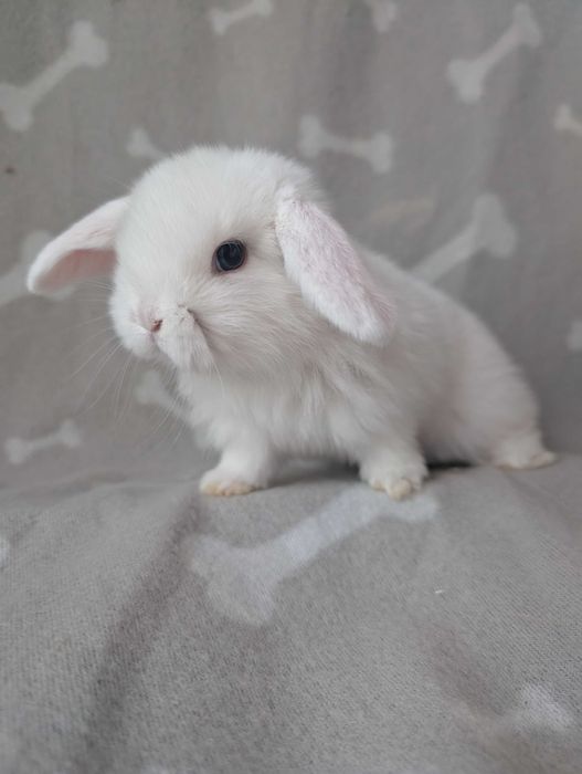 Mini lop, baranek miniaturka, metryka