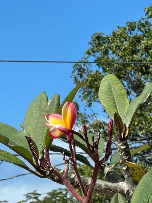 Plumeria rubra – frangipani – 5 nasion NASIONA