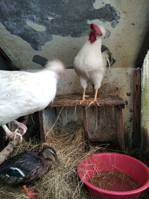 Casal garnizos de poupa e pata brava