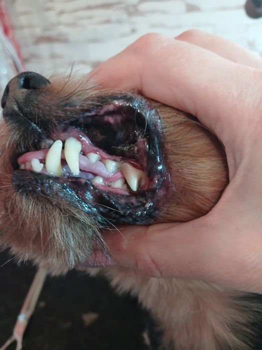 Грумінг. Холодна гора