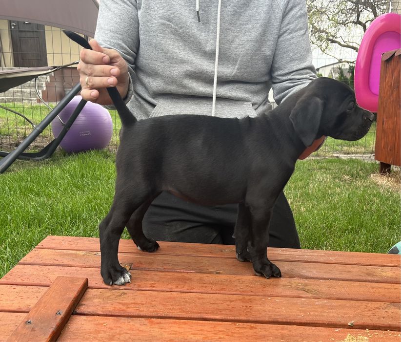 Cane Corso suczka