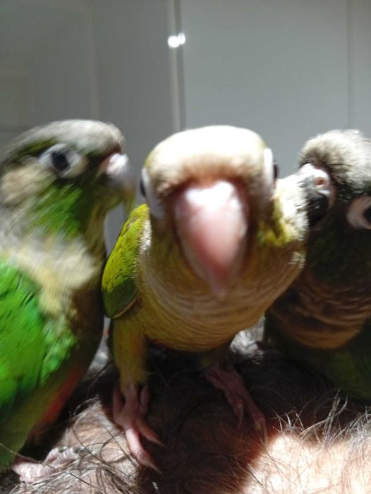 Pyrrhuras Bebé Criadas à Mão – Últimas Disponíveis – 80€