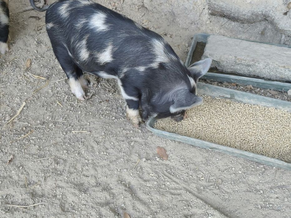 Leitões kune kune