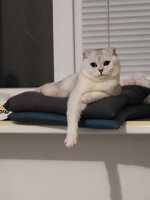 Шукаємо наречену для шотландського кота Сільвера – перша в’язка