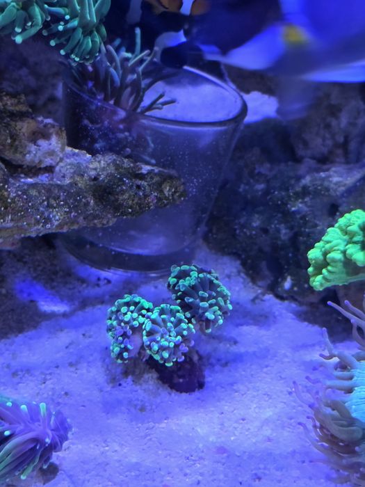 Akwarium morskie euphyllia