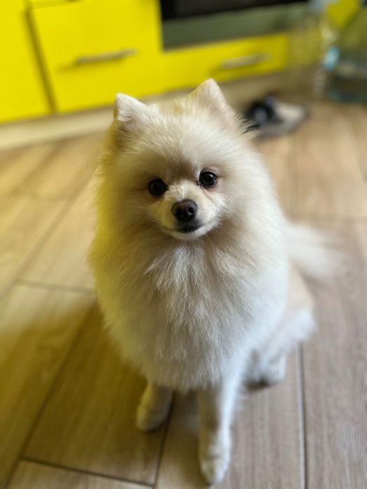 Вʼязка Померанський шпіц