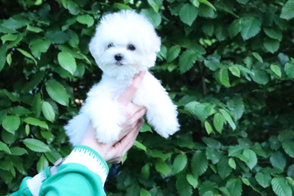 Дуже кукольна дівчинка бішона Китайські та США крові