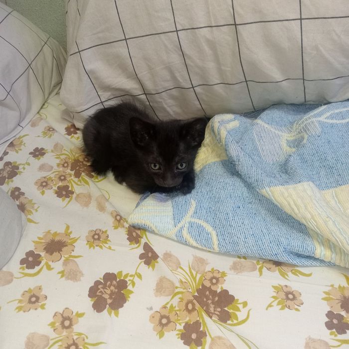 Gatinhos pretos para doar.