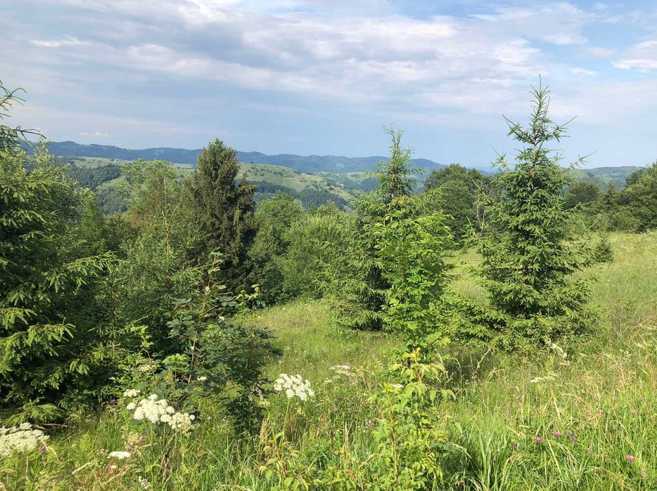 Ділянка, 60сот-5га, с.Буковець,Верховинського р-ну, Івано-Франк. обл.