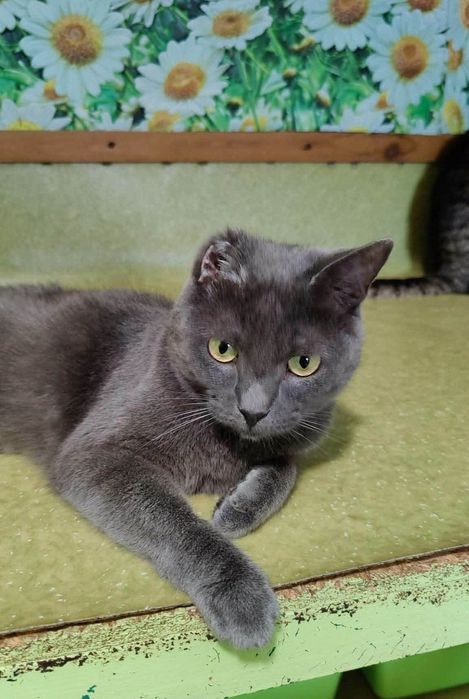 Молодой котик, очаровательный Смурфик