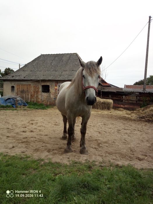 Sprzedam klacz zimnokrwistą 3 letnią