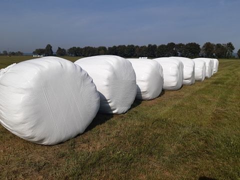 Sianokiszonka - Pasza Lepsza mleczność Zdrowe bydło Wysokie przyrosty