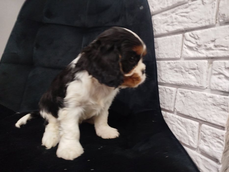 Szczeniak cavalier king charles spaniel