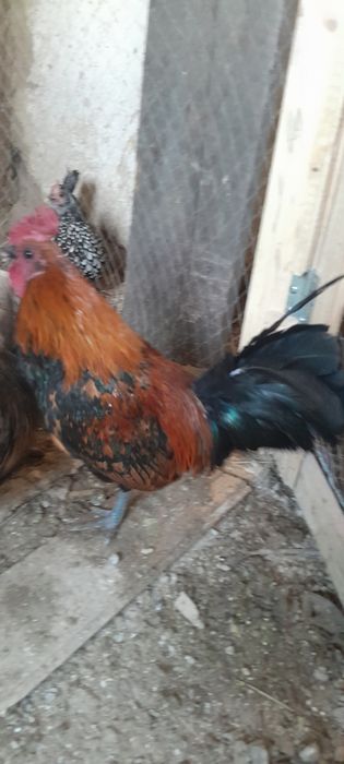 Продам півнів карликової декоративної породи курей.