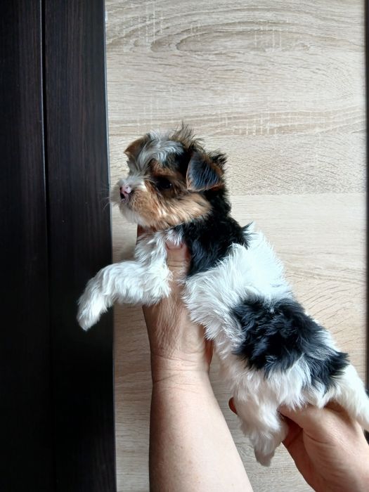 Дівчатка бівер-йорк