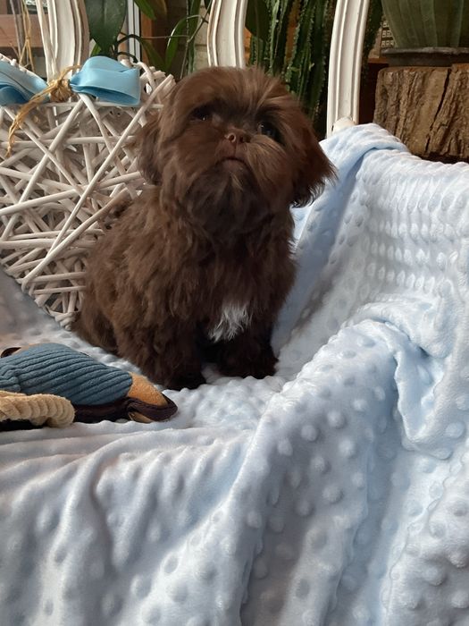 Shih-tzu Salonowy Piesek