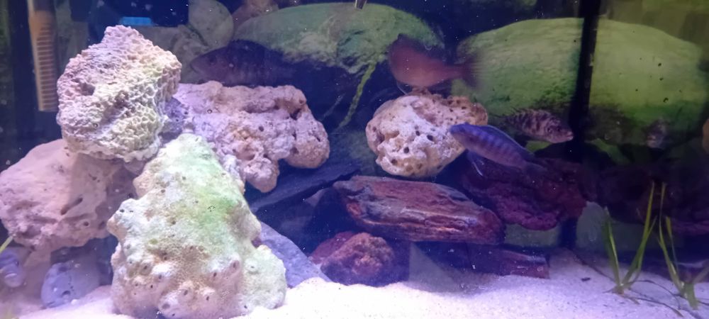 Vendo 5 Ciclideos do lago malawi