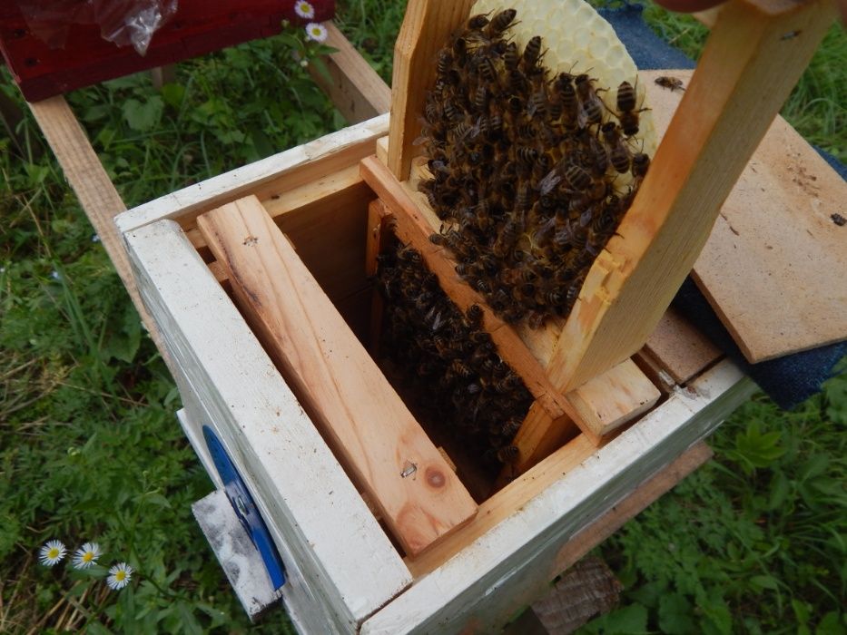 Нуклеус. Вулик. для виведення бджолиних маток.