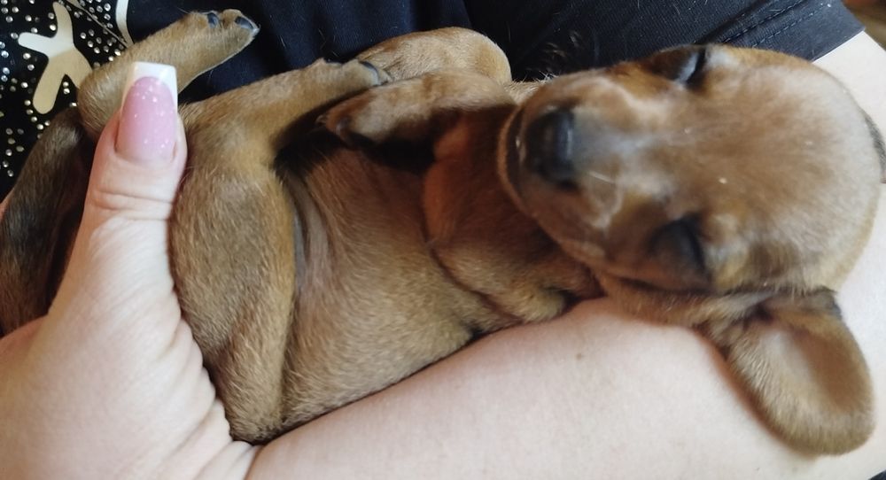 Продам щенков таксы