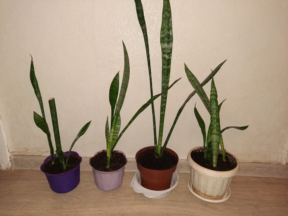 Сансевиерия    .