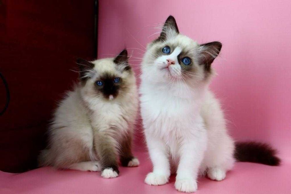 Вільні до резерву кошенята регдолл — найніжніша порода у світі