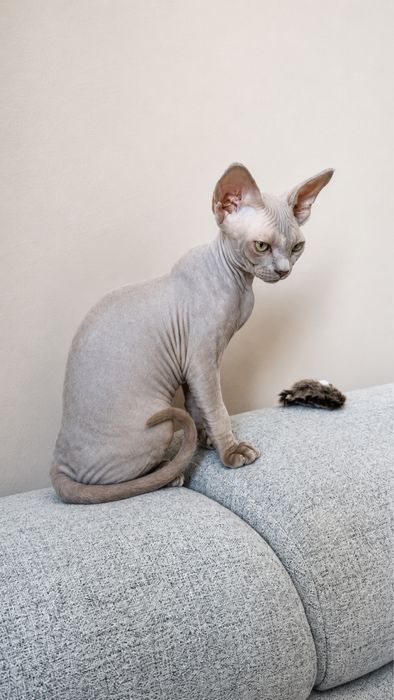 Kocur Amur Devon Rex już do odbioru