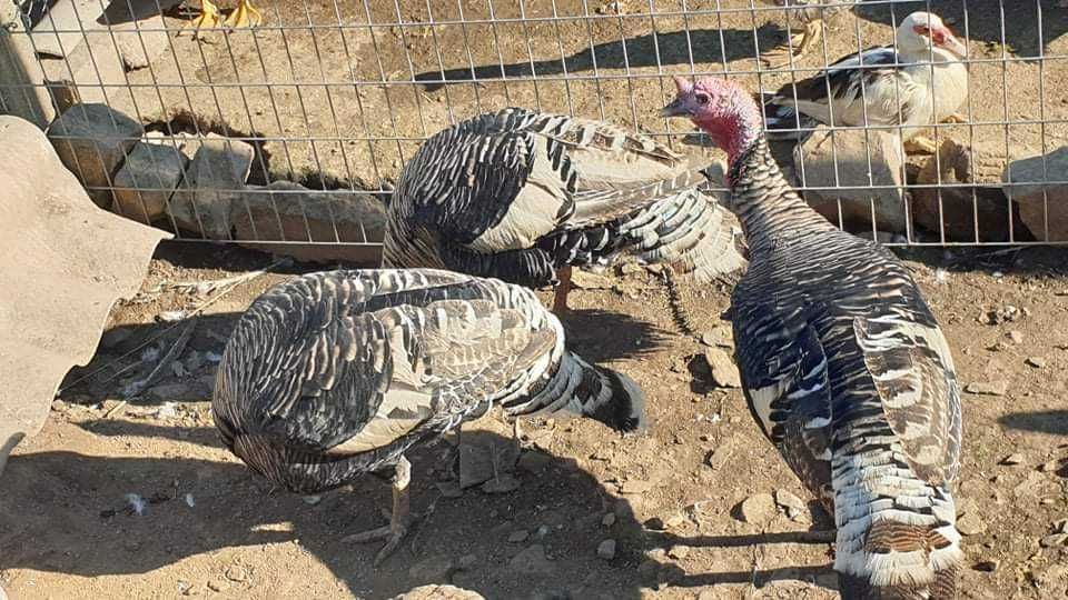 Pavoes patos galinhas garnizas  perus