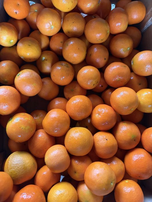 Laranjas, limões e clementinas