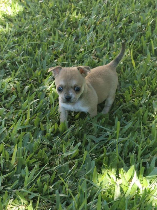 Fêmea Chihuahua disponível