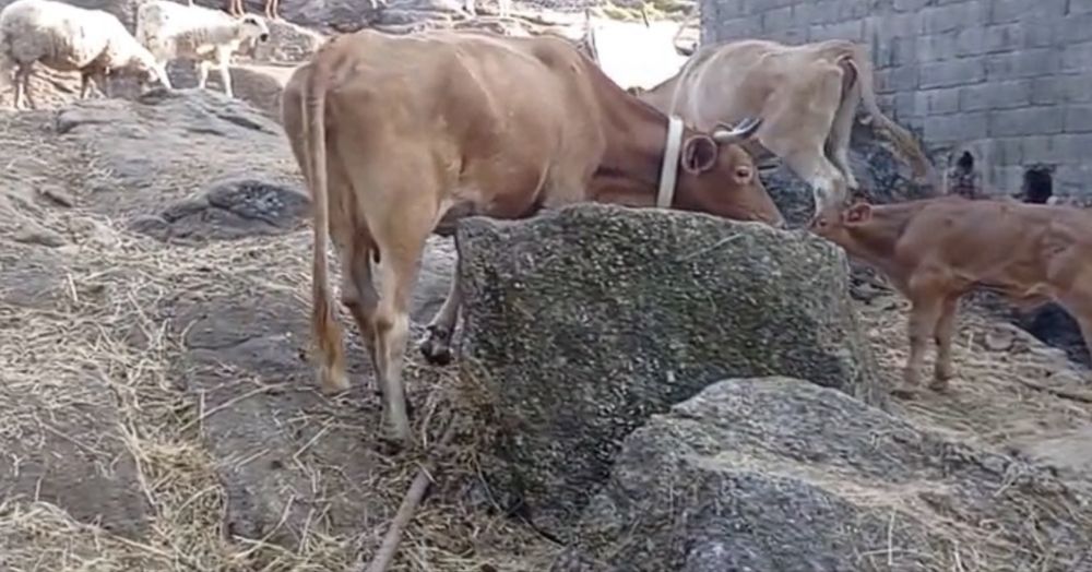 Vendem-se 5 vacas - Raça Minhota e Cruzada de carne