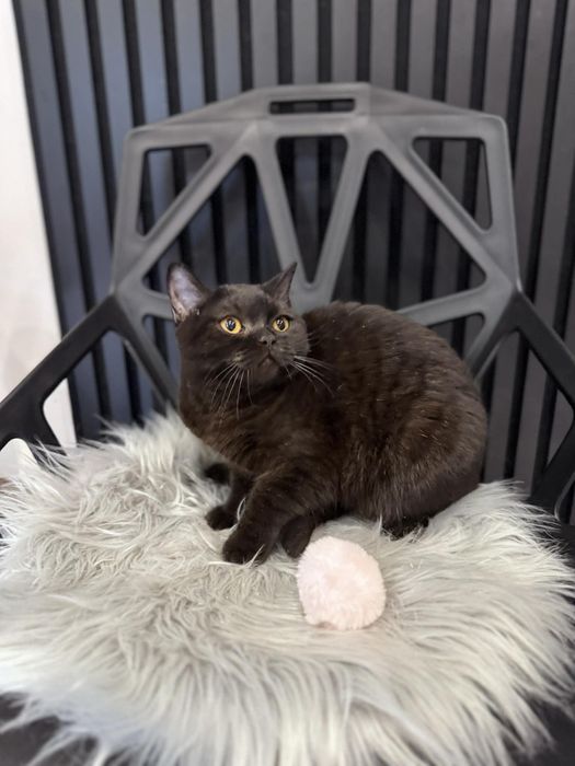 Kocięta Szkockie. 9msc. Kotka czekoladowa. Rodowód