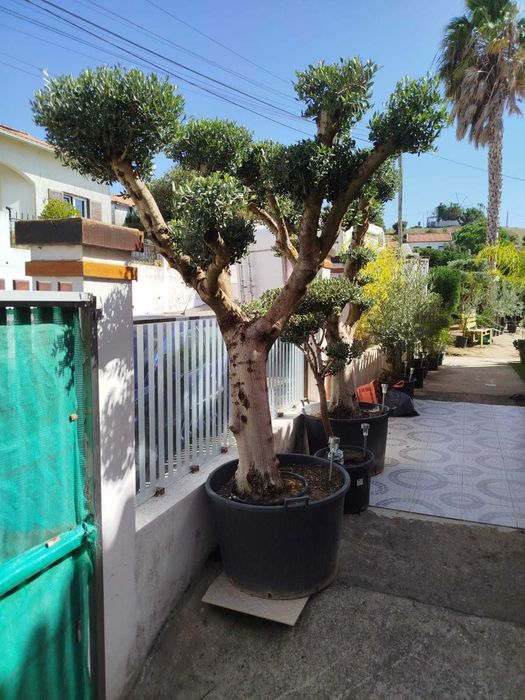 Oliveiras 40 anos