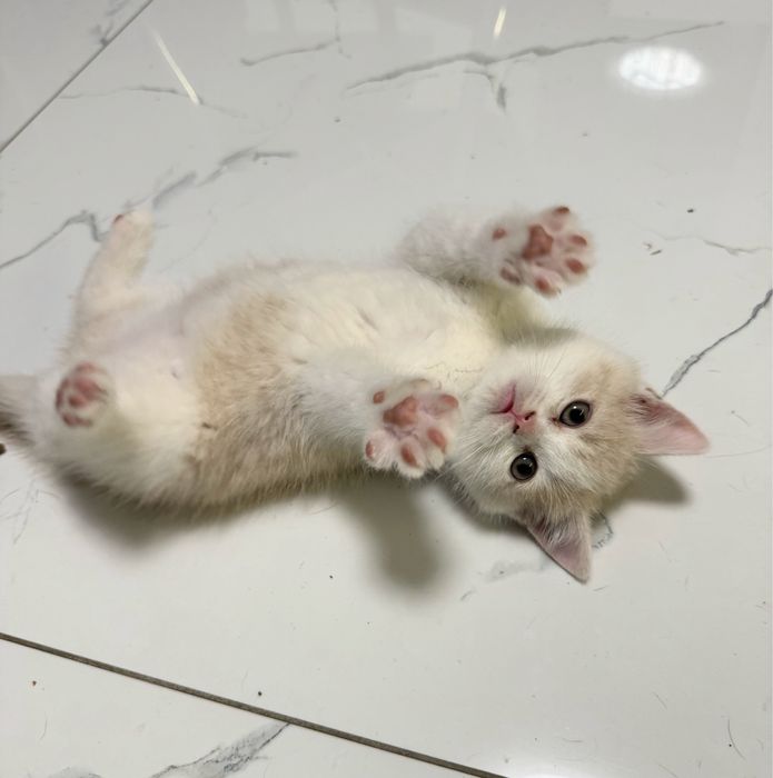 Kotka Brytyjska Kremowa Bicolor