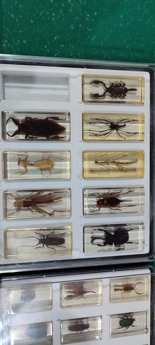 Coleção bichos National Geographic