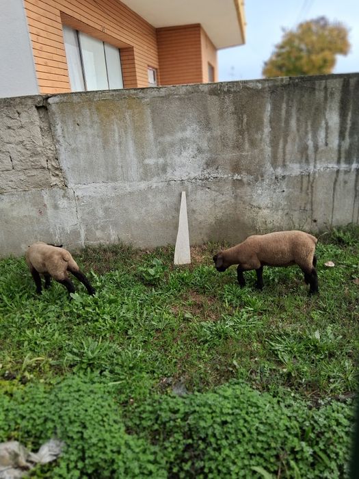 Borrego Sulfolk Cruzado