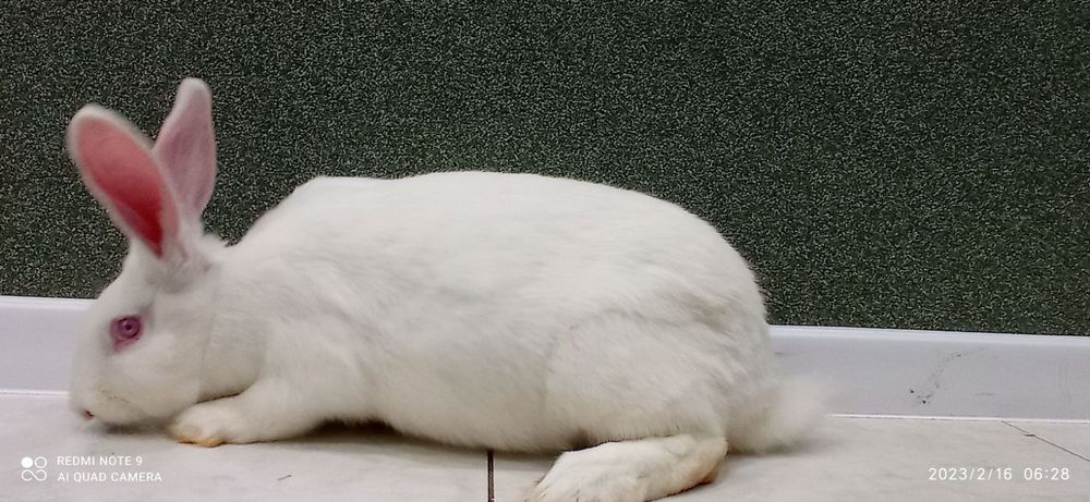 Кролі, кролики, самці , Білий Панон