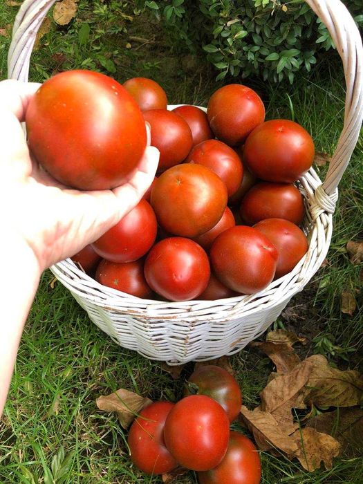 Насіння надврожайного томату Мавр, 150 шт.