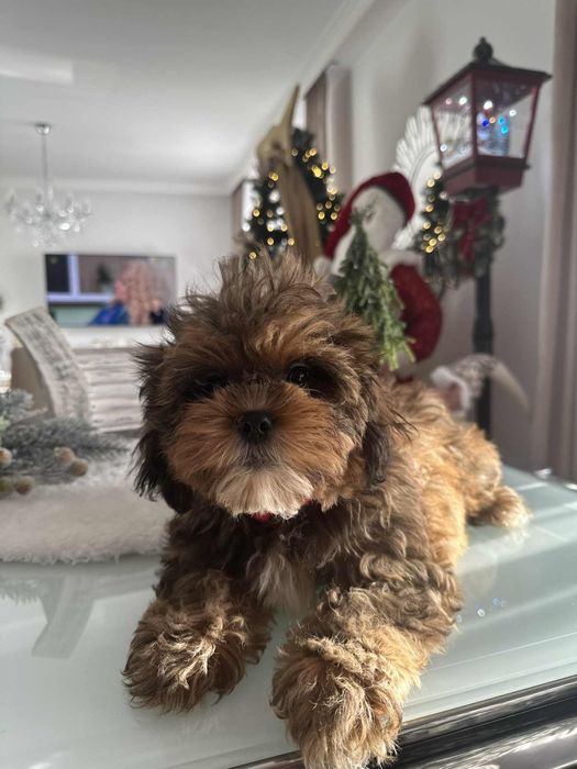 Piekna sunia Cavapoo F1